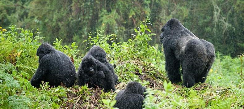 Bwindi Impenetrable Forest