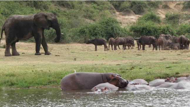 Maasai Mara